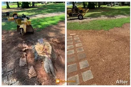 Completed stump removal and cleared property area
